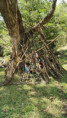 /album/2026-juliol-i-agost-casal-estiu/img-20260819-wa0133-jpg/